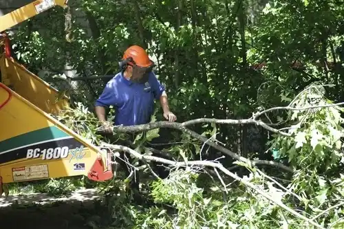 tree services Polkton
